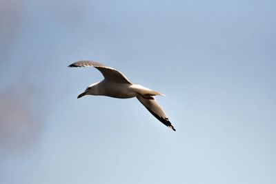 Low angle view of seagull flying