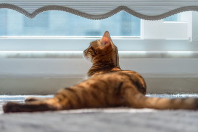 An adult bengal cat lies on the floor near the window. back view.