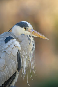 Close-up of a bird perching