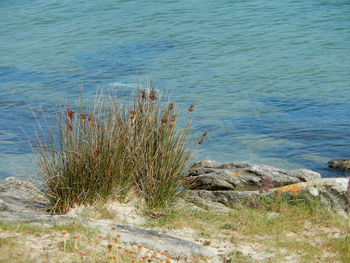 High angle view of grass by lake