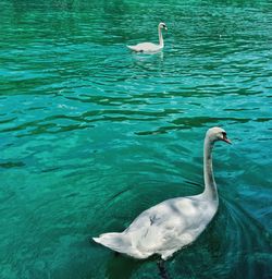 Duck swimming in lake