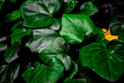 High angle view of wet leaves