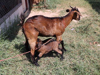 View of a horse on field