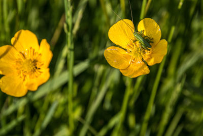 Close-up of yellow flowering plant