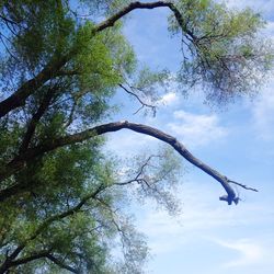 Low angle view of trees against blue sky