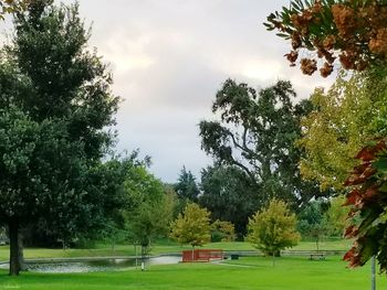 Trees in park against sky