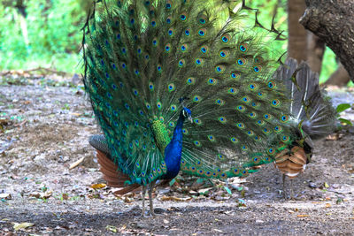 Peacock in a field