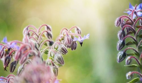 Close-up of purple flowering plant