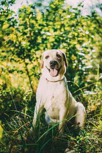 Dog sitting on field