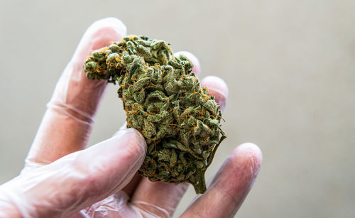 Close-up of hand holding leaf against blurred background