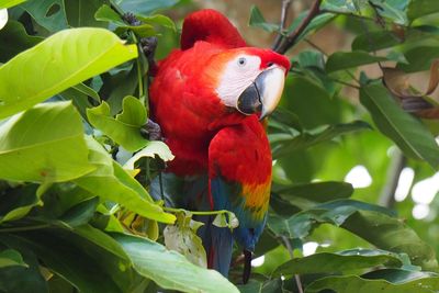 Close-up of parrot perching on tree