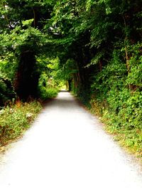 Narrow road along trees