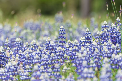 Close-up of purple flowering plants on field