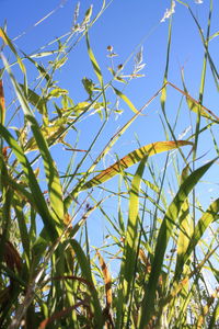 Low angle view of plants against blue sky