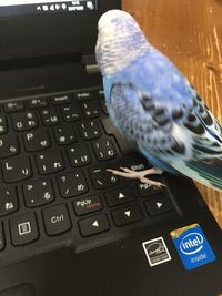Close-up of pigeon