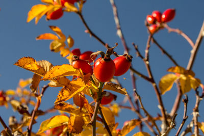 Close-up of berries growing on tree against sky