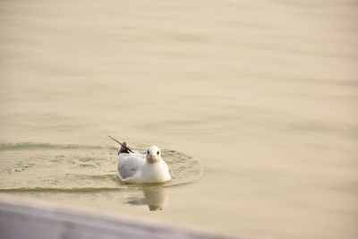 Ducks swimming in lake