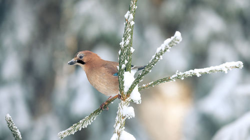 Close-up of bird perching on twig