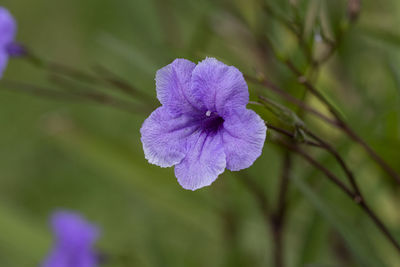 Close-up of purple flower