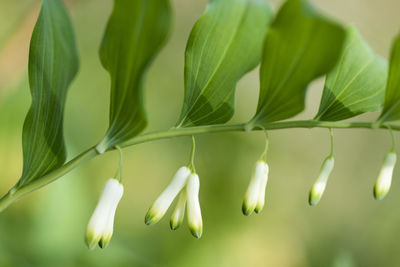 Close-up of white flowering plant