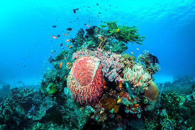 Fish swimming in sea