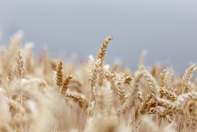 Close-up of plants in field against sky