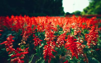 Close-up of red flowers blooming in field