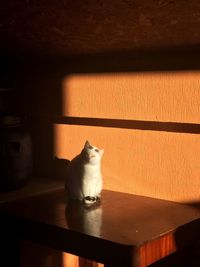 Cat sitting on floor