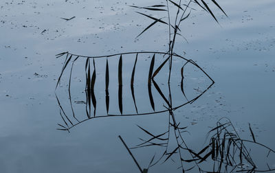 Close-up of silhouette plant against lake