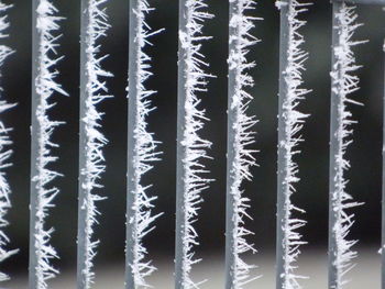 Close-up view of leaves