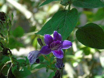 Close-up of purple flowers blooming outdoors