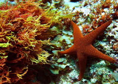 Close-up of starfish in sea