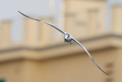 close-up