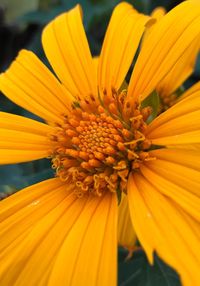 Close-up of yellow flower