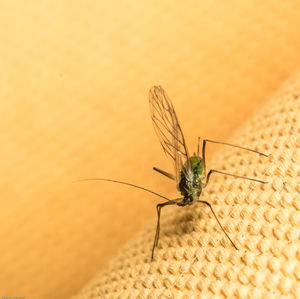 Close-up of insect on yellow fabric