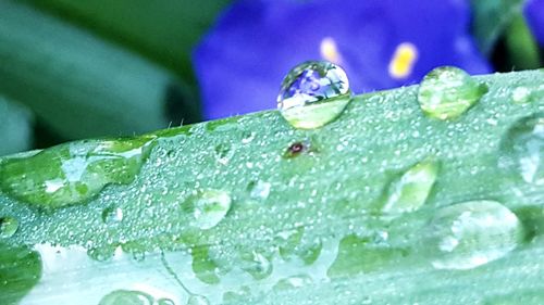 Close-up of raindrops on leaf