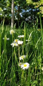 Close-up of white flowering plant on field