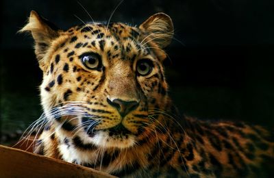 Close-up of amur leopard looking away