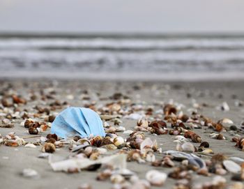 Surface level of seashells on beach against sky