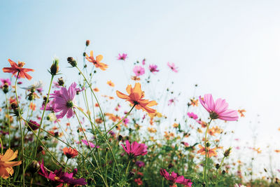 Close-up of pink flowering plants on field against sky