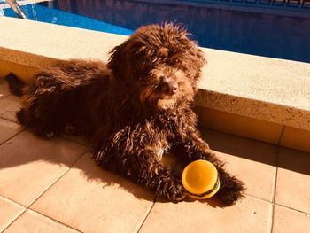 Portrait of dog sitting outdoors