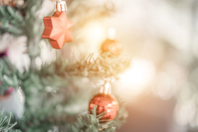 Close-up of christmas tree