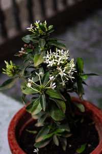 Close-up of potted plant