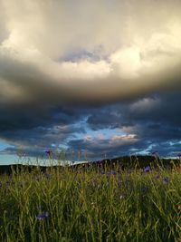 Scenic view of field against cloudy sky