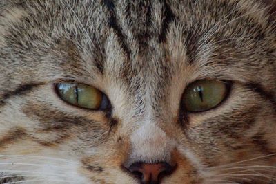 Close-up portrait of cat