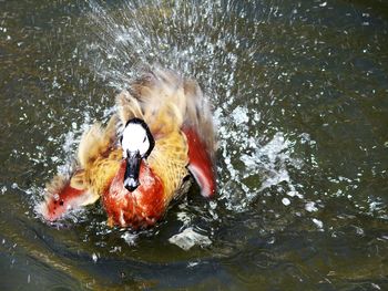 Ducks swimming in sea