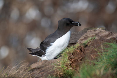 Close-up of bird perching on rock