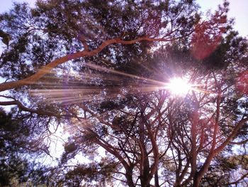 Low angle view of trees against sky