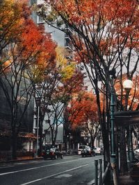 Trees by road in city during autumn