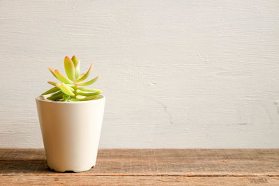 Close-up of flower on table